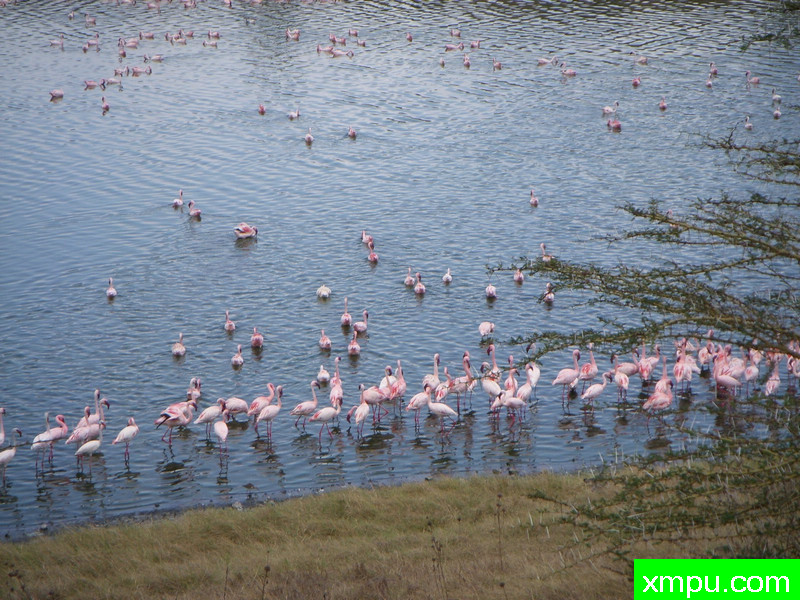 火烈鸟家园---著名自然摄影师： KTTFB64摄影[美国]