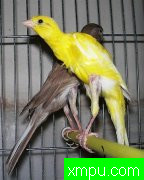 金丝雀2010流行色[比利时][打开音箱-配曲自动播放]