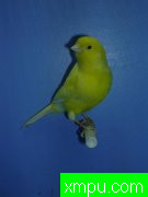 金丝雀2010流行色[比利时][打开音箱-配曲自动播放]