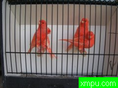 金丝雀2010流行色[比利时][打开音箱-配曲自动播放]