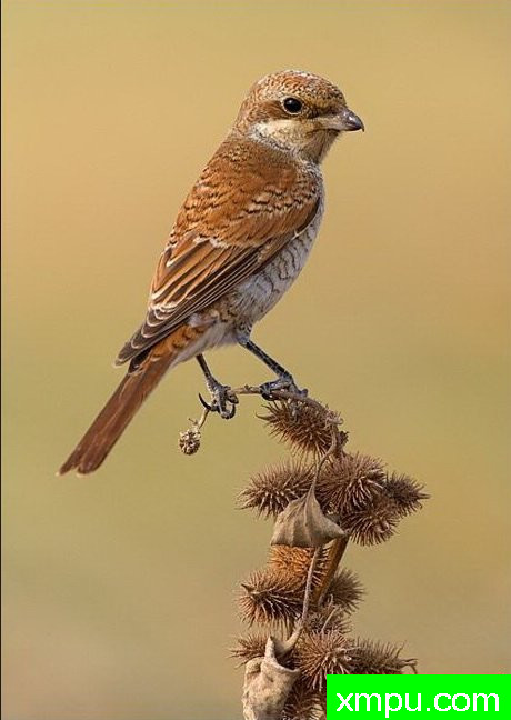 依托红伯劳---摄影师：丹尼拉雷多野生动物摄影