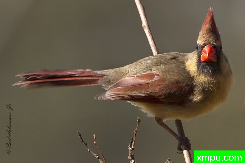 看着你--著名摄影师：归厄尔Arboneaux摄影[美国]