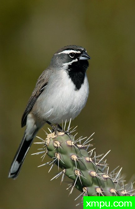 黑喉雀  --摄影师：鲍勃斯蒂尔 摄影