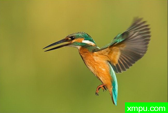 普通翠鸟---摄影师：丹尼拉雷多野生动物摄影