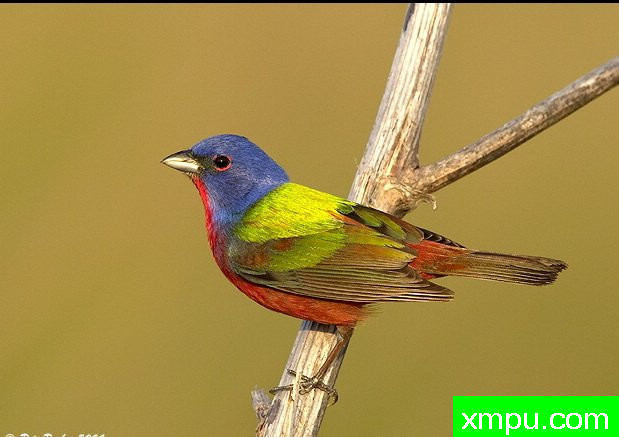 飞溅的颜色 --摄影师：皮特摄影