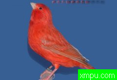 金丝雀2010流行色[法国][打开音箱-配曲自动播放]