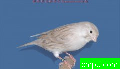 金丝雀2010流行色[法国][打开音箱-配曲自动播放]