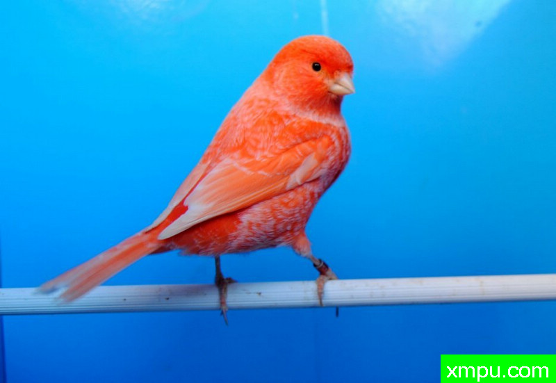 金丝雀-霜叶红----摄影师BATTAGLIA64[意大利]