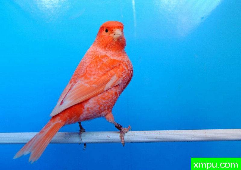 金丝雀-霜叶红----摄影师BATTAGLIA64[意大利]