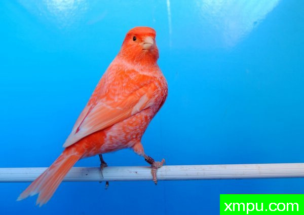 金丝雀-霜叶红----摄影师BATTAGLIA64[意大利]