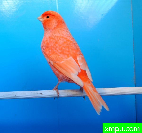 金丝雀-霜叶红----摄影师BATTAGLIA64[意大利]