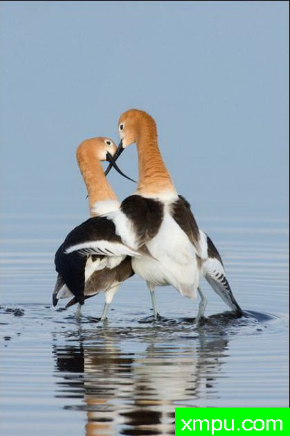 婚配--著名自然摄影师：肯阿彻