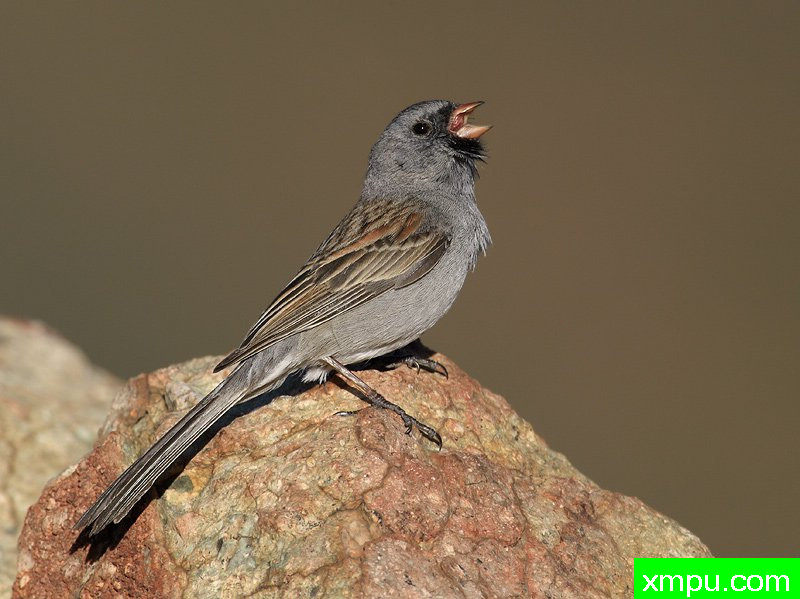 dSparrow2[美国]---摄影师：罗伯特罗伊斯