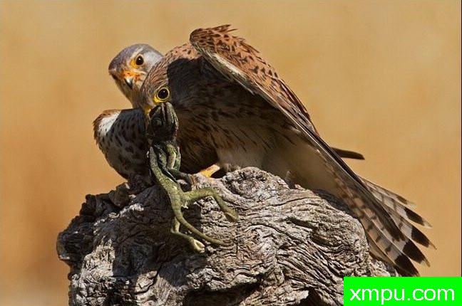 红隼---野生动物摄影：丹尼拉雷多