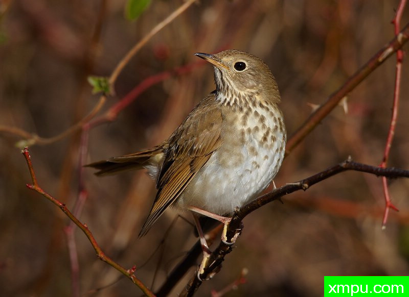 ZZxHermitThrush1[美国]--摄影师：罗伯特罗伊斯