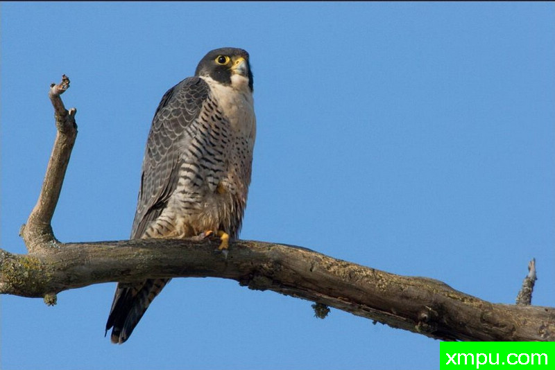 观察--著名荒野摄影师：肯阿彻摄影