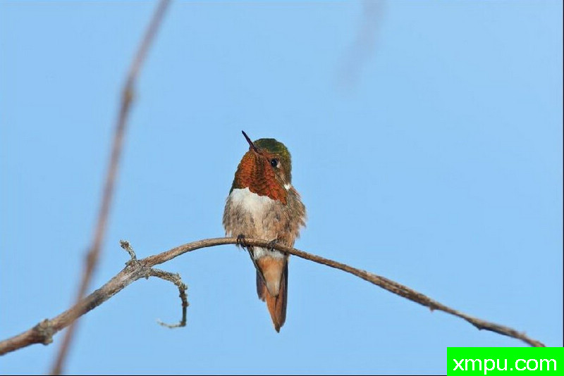 蜂鸟--著名自然摄影师：以斯拉（Izzy）舒尔茨摄影[美国]