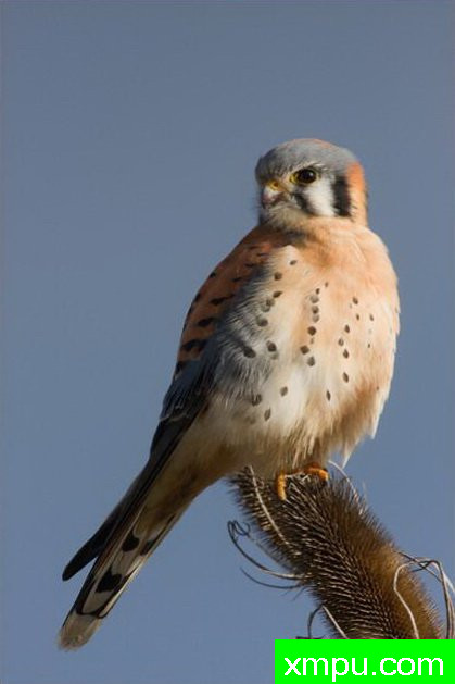 红隼--著名荒野摄影师：肯阿彻摄影