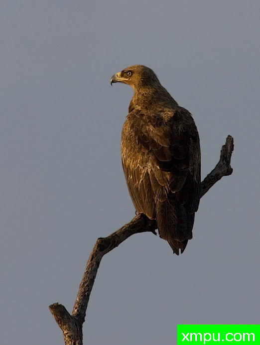 欢迎太阳[托尼伊格尔 - 阿奎拉rapax]--[印度]--摄影师S达斯摄影