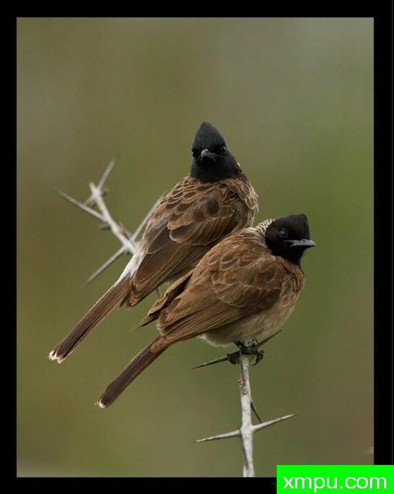 罗密欧朱丽叶[红色白头翁 - 白头贾费尔] - 印度迈索尔