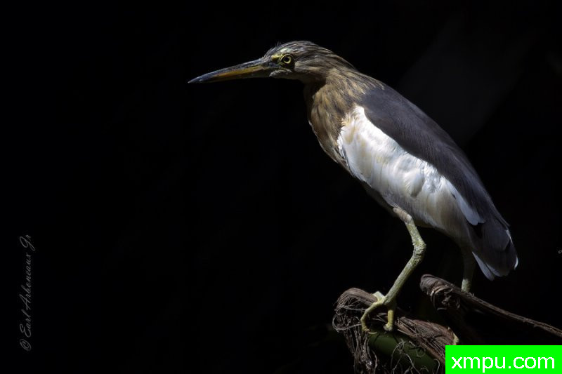 求光 --著名摄影师：归厄尔Arboneaux摄影[美国]