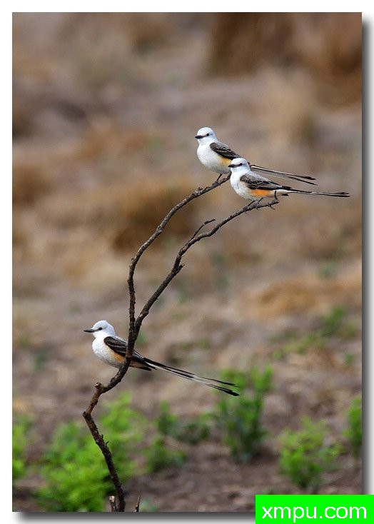 三剪尾--荒野摄影师：安德森摄影