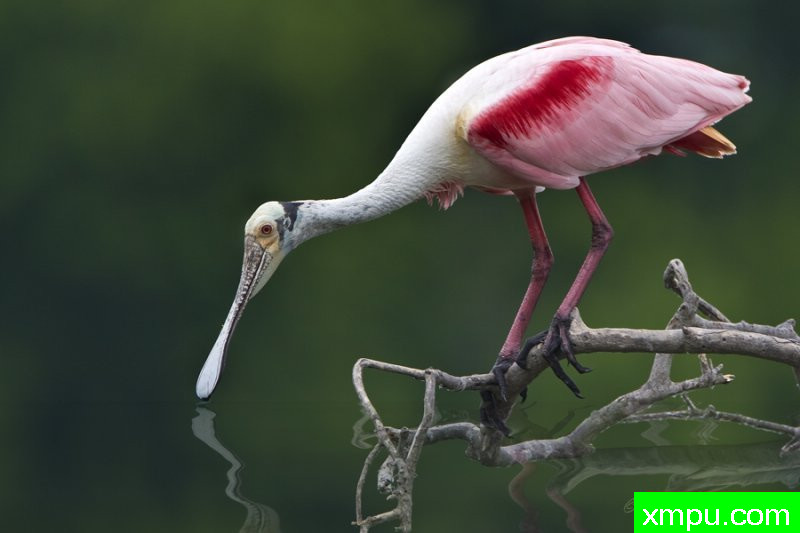 镜湖 ---著名摄影师：归厄尔Arboneaux摄影[美国]