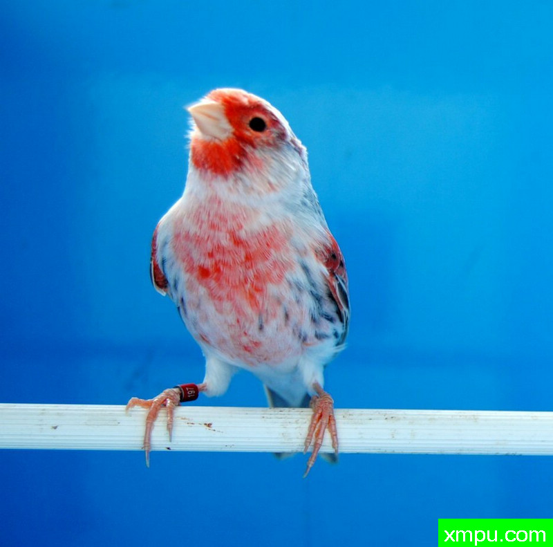 金丝雀--胭脂点玛瑙冠军鸟--摄影师：BATTAGLIA64摄影