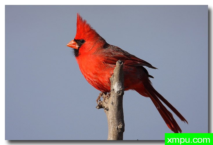 北红衣主教--荒野摄影师:安德森摄影