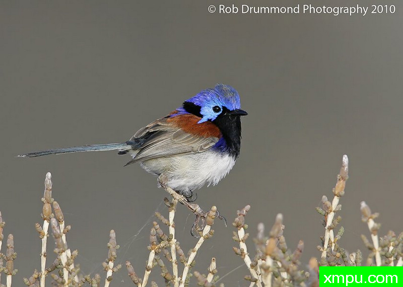 杂色童话雷恩--摄影Rob德拉蒙德 [美国]