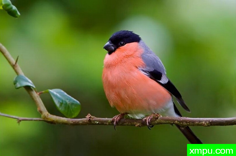 红胸雀--著名摄影师：大卫考特尼摄影