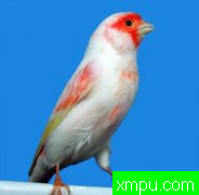 金丝雀2010流行色[五][打开音箱-配曲自动播放]