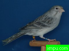 金丝雀2010流行色[五][打开音箱-配曲自动播放]