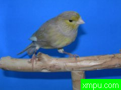 金丝雀2010流行色[五][打开音箱-配曲自动播放]