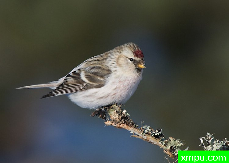 德希尔勒内 - 荷兰自然摄影师