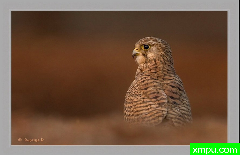 日落在我的眼睛[红隼 - 法尔科tinnunculus]--[印度]--摄影师S达