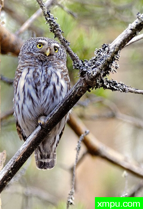 娜娜[芬兰]--摄影师：李玛诺卡斯特罗诺沃摄影[意大利]