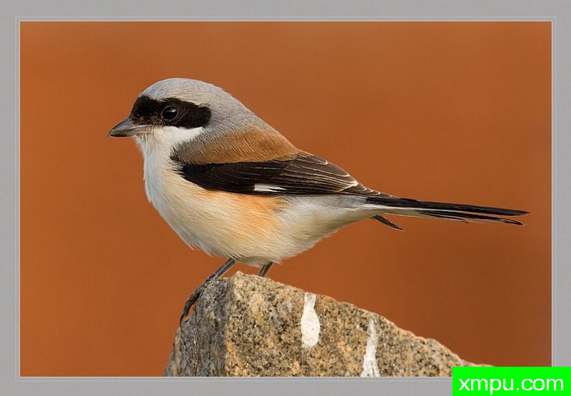 湾背伯劳[湾背伯劳 - 拉尼斯vittatus] - 印度迈索尔