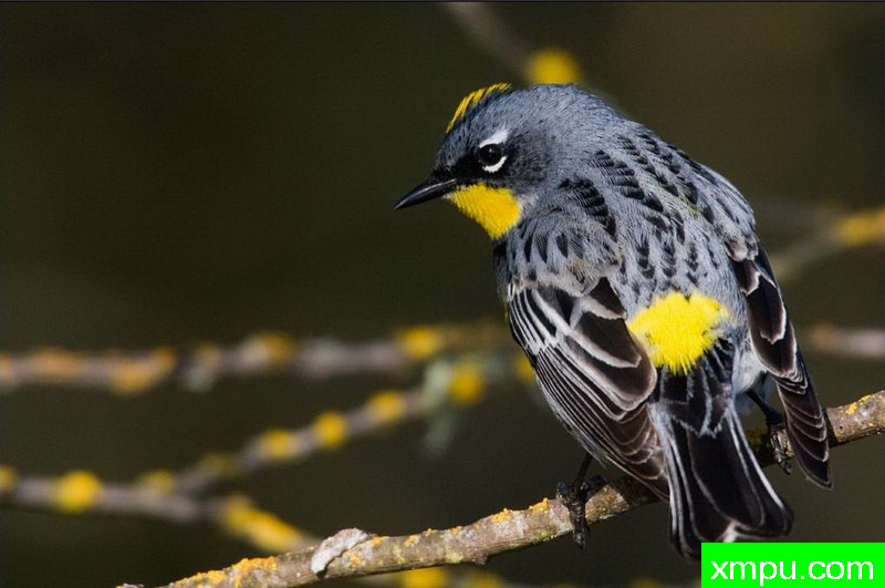 皇冠--著名自然摄影师：肯阿彻