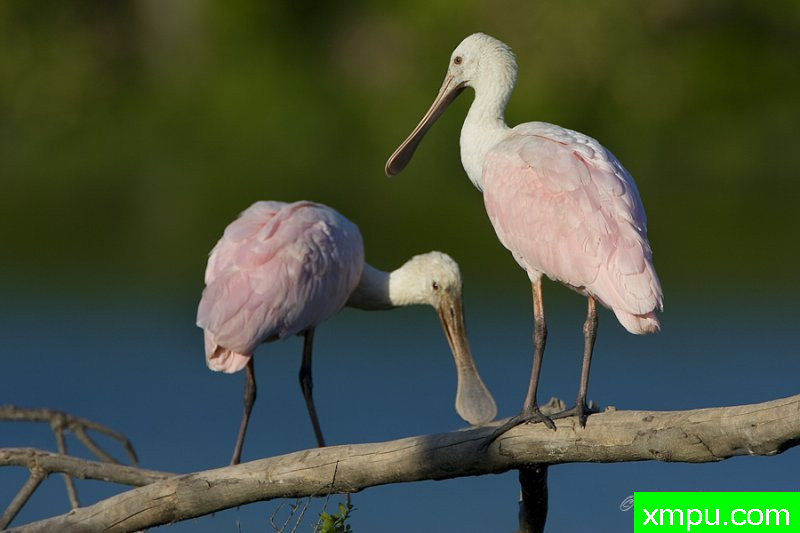 玫瑰色的琵鹭配对 ---著名摄影师：归厄尔Arboneaux摄影[美国]