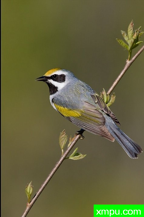 金翅莺 --摄影师:格伦巴特利摄影