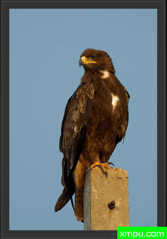 混凝土王座[托尼伊格尔 - 阿奎拉rapax] - 印度迈索尔