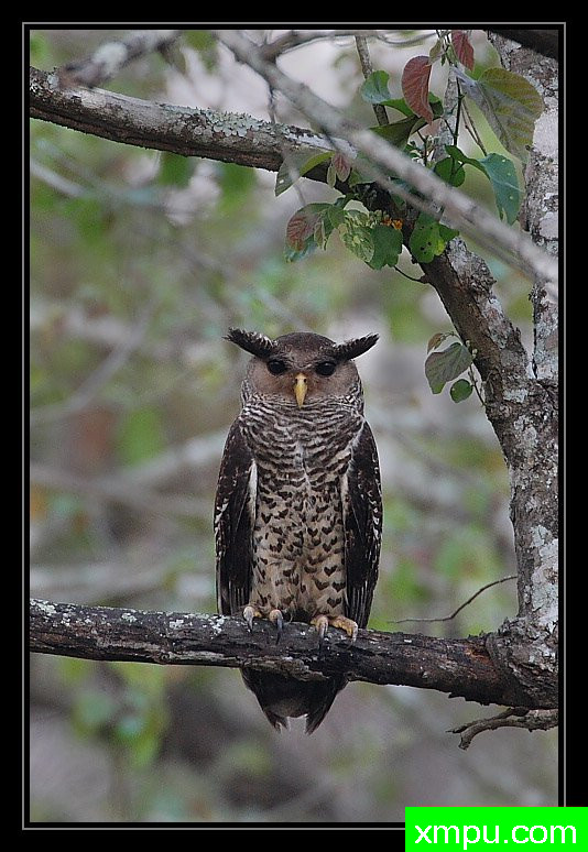 非洲花腹猫头鹰--摄影培育师：阿吉特Huilgol 摄影[美国]
