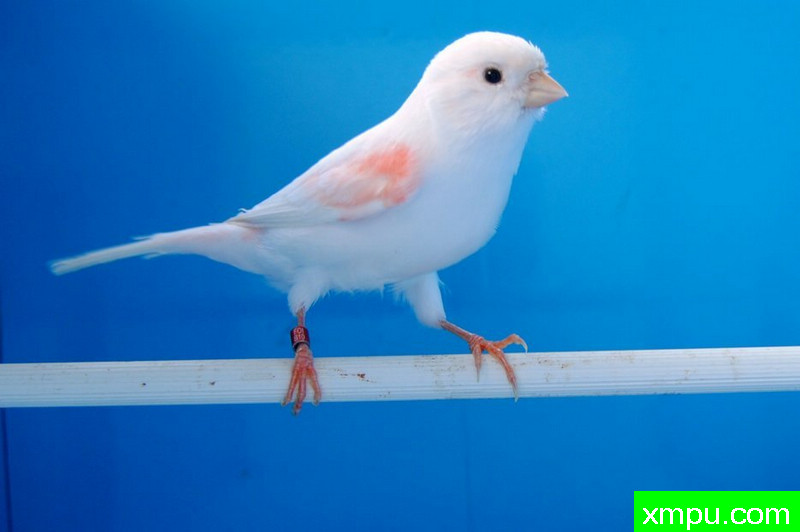 金丝雀-红袖冠军鸟--摄影师：BATTAGLIA64摄影