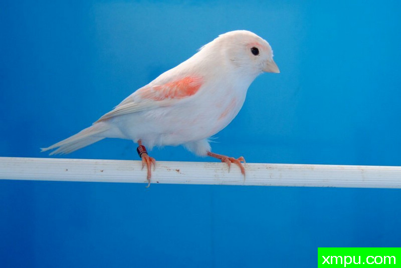 金丝雀-红袖冠军鸟--摄影师：BATTAGLIA64摄影