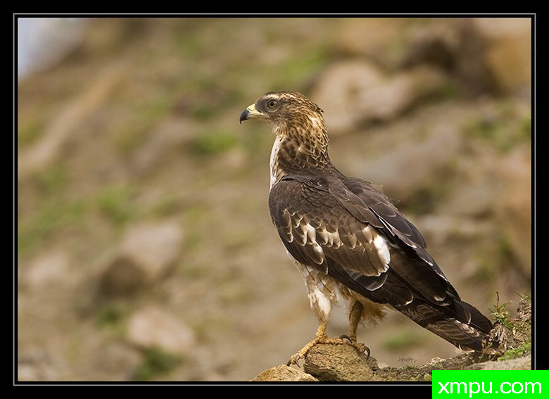 东方蜂鹰--摄影培育师：阿吉特Huilgol 摄影[美国]