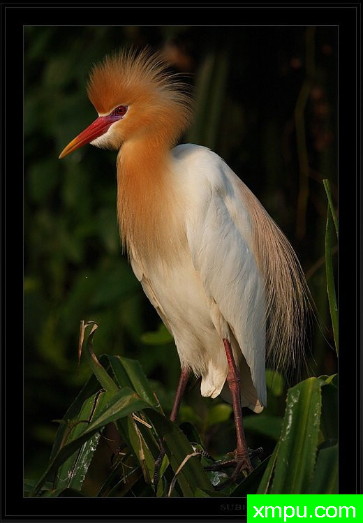 牛背鹭 - Bubulcus鹮] - Srirangapatna印度