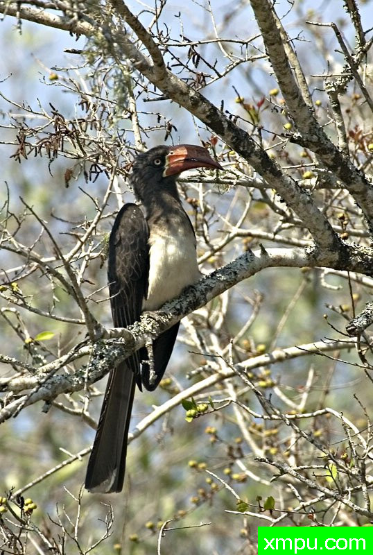 冠犀鸟---摄影师：迈克尔莫斯