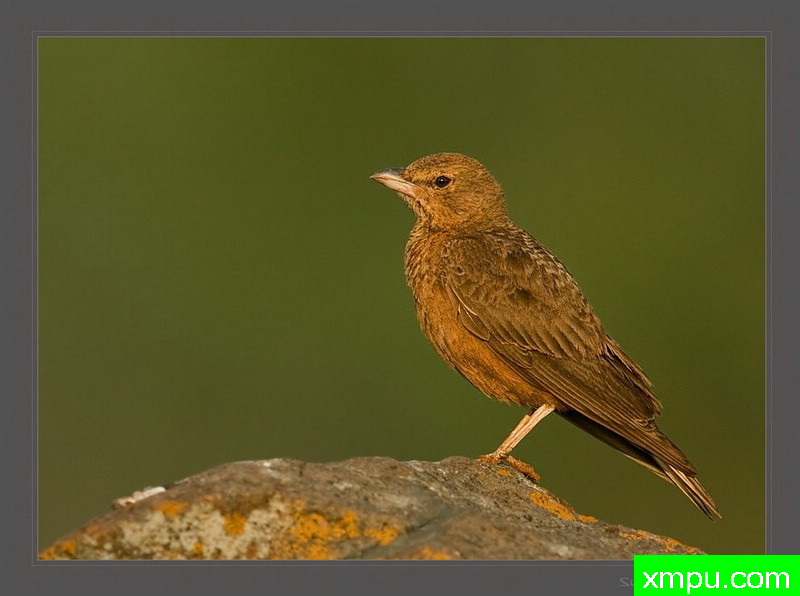 棕尾云雀[ Ammomanes鸲]-[印度]--荒野摄影师:S达斯摄影