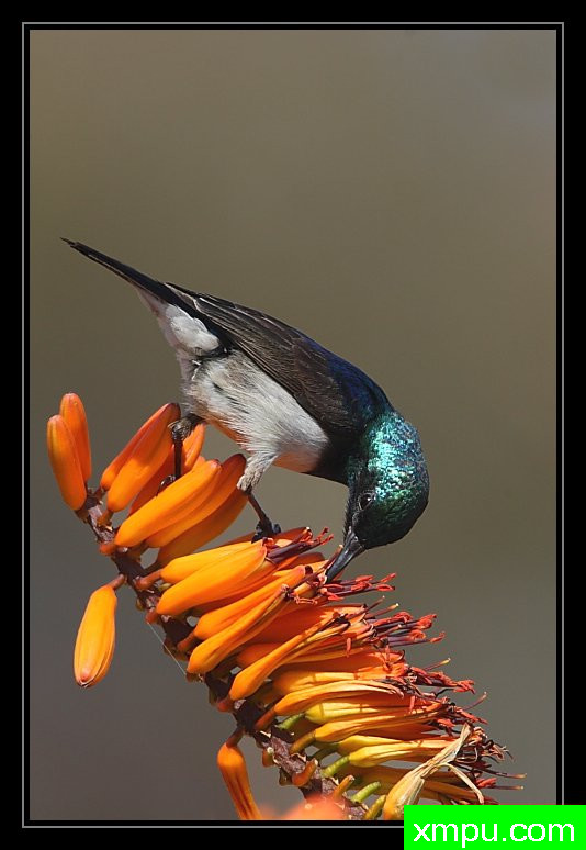 蜂鸟--摄影培育师：阿吉特Huilgol 摄影[美国]